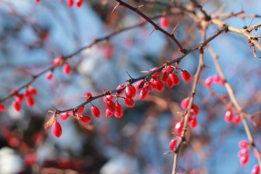 Barberries