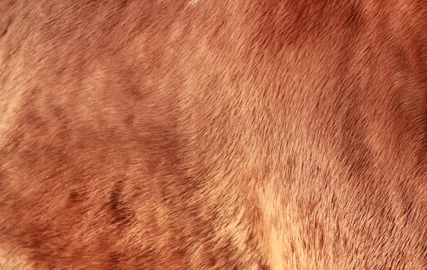 Brun häst päls bakgrund — Stockfoto