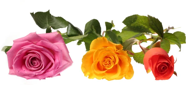 Три розы — стоковое фото
