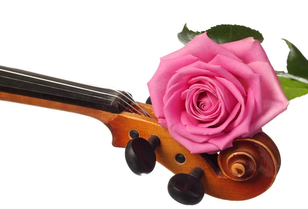 stock image Pink rose on a violin