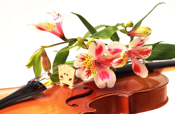 Цветы и скрипка — стоковое фото