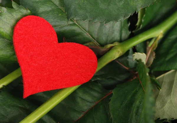 Rose foglie con simbolo del cuore — Foto Stock