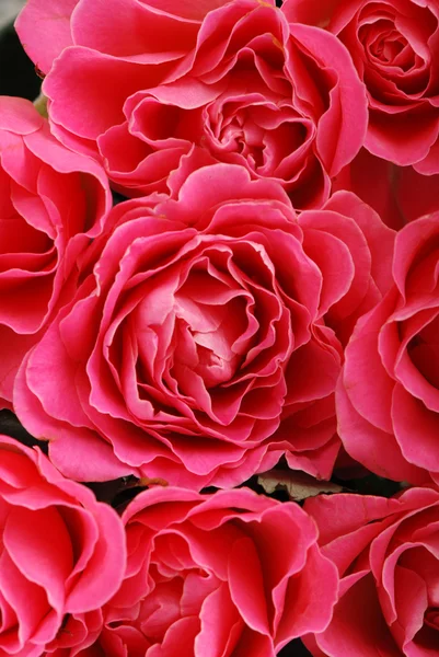 Różowe róże tło — Zdjęcie stockowe