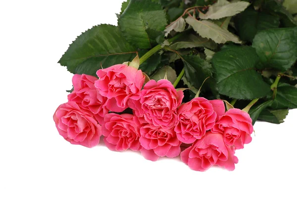 Three roses on background — Stock Photo, Image
