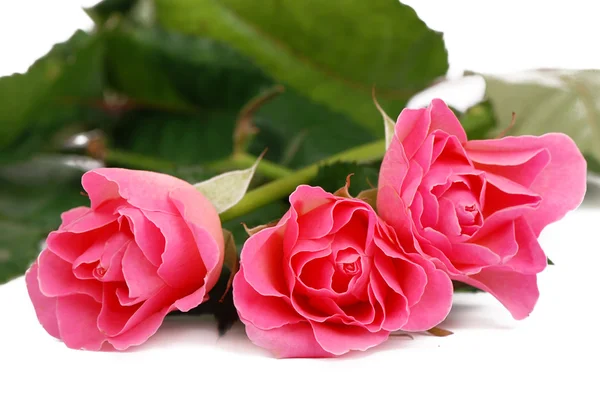Abra três rosas — Fotografia de Stock