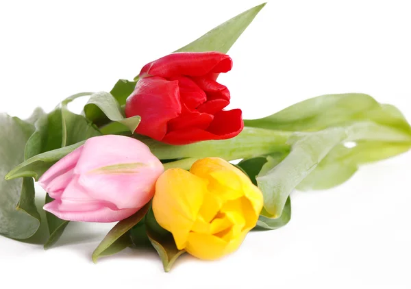 Three tulips — Stock Photo, Image