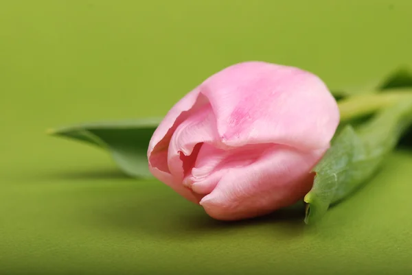 Тюльпан з рожевим кольором — стокове фото