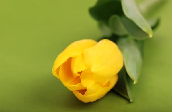Gele tulpen — Stockfoto