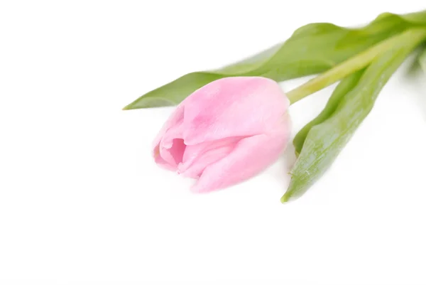 Ανοιχτό ροζ λουλούδι — Φωτογραφία Αρχείου