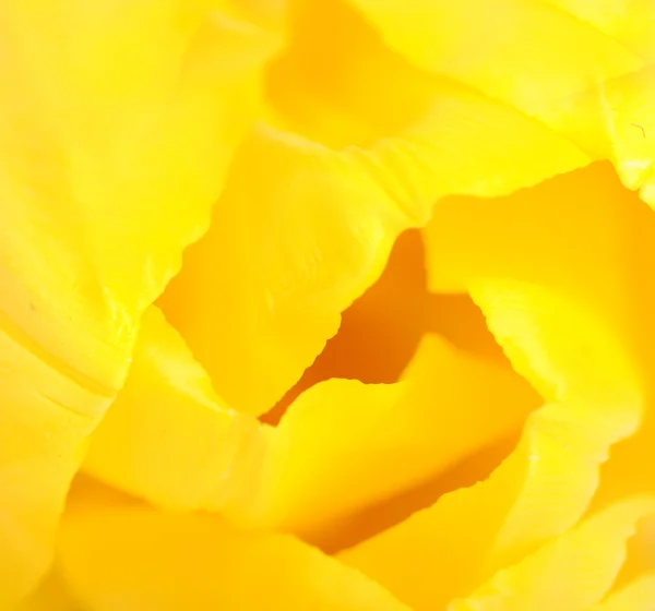 stock image Closeup tulip