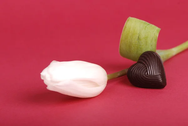 白色郁金香与巧克力 — 图库照片