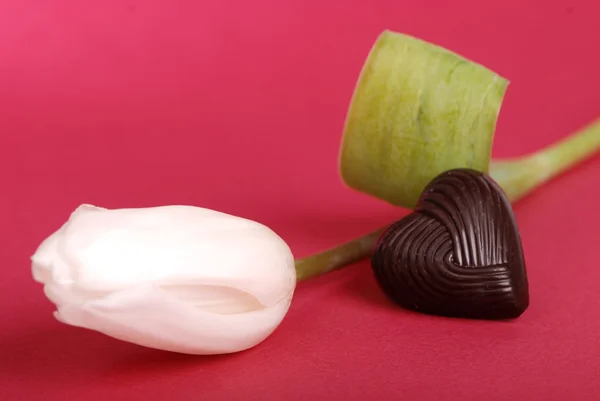 Tulipa com chocolate — Fotografia de Stock