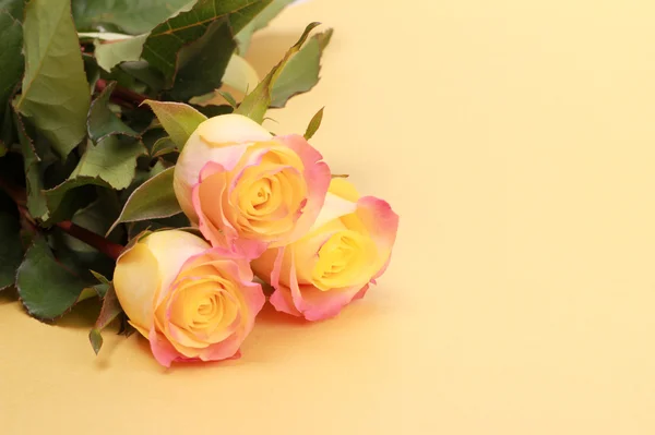 Trzy róże na tle — Zdjęcie stockowe
