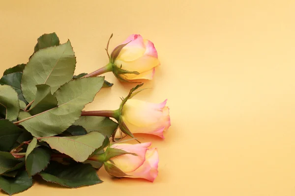 Τρεις τριαντάφυλλα σε φόντο — Φωτογραφία Αρχείου