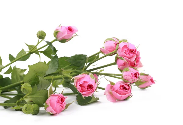 Small roses — Stock Photo, Image