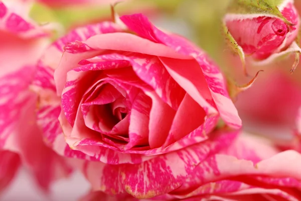 Rose background — Stock Photo, Image