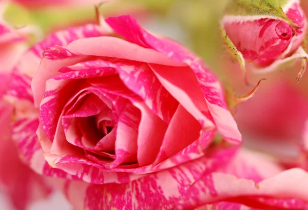 Rose sfondo — Foto Stock