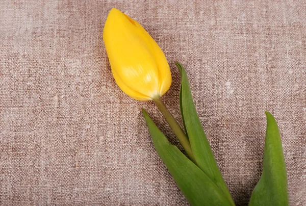 Tulipano singolo — Foto Stock