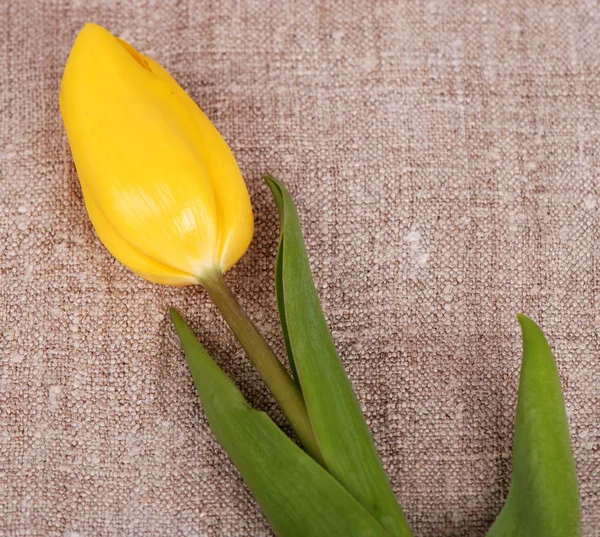 Tulipa sobre tela — Fotografia de Stock