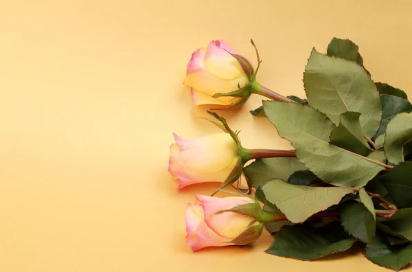 Rosen mit leerem Hintergrund — Stockfoto