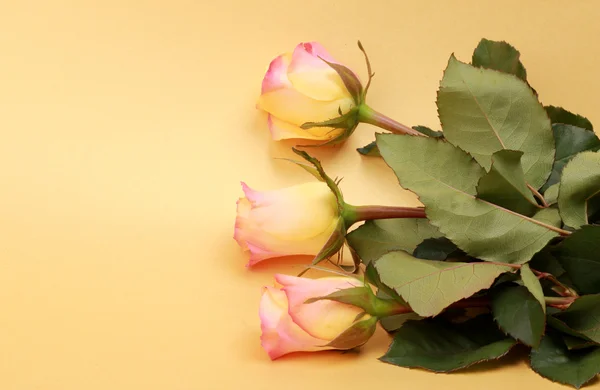 Żółte tło z piękne róże — Zdjęcie stockowe
