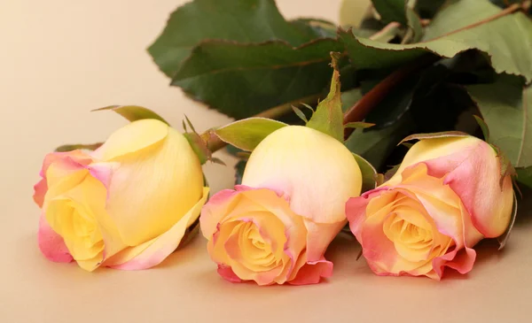 Három Rózsa — Stock Fotó