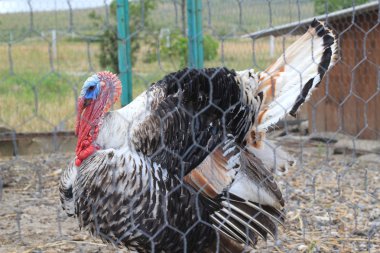 Türkiye'de hayvan