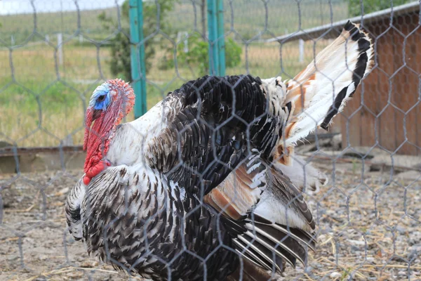 Turcja zwierząt — Zdjęcie stockowe