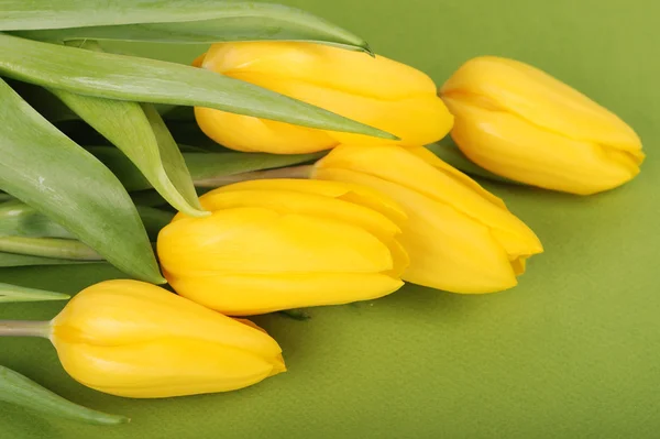 Tulipanes amarillo primavera —  Fotos de Stock