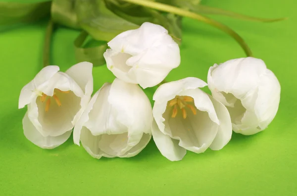 Květinka a čerstvé bílé tulipány — Stock fotografie
