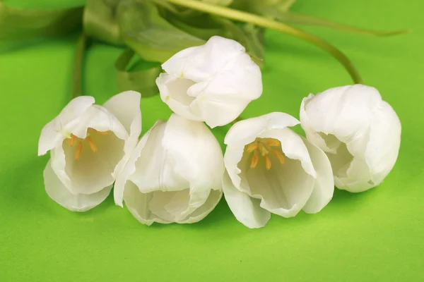 Květinka a čerstvé bílé tulipány — Stock fotografie