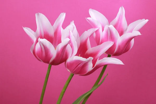 Tre lila tulpaner — Stockfoto