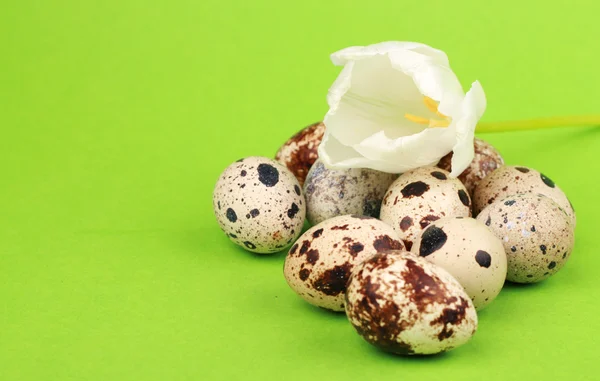 Quail eggs with tulip — Stock Photo, Image