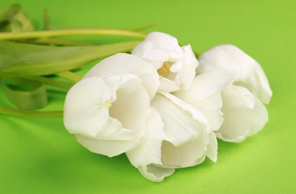 Některé bílé tulipány — Stock fotografie