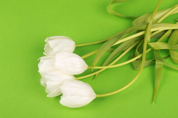 Fiori e tulipani bianchi freschi — Foto Stock