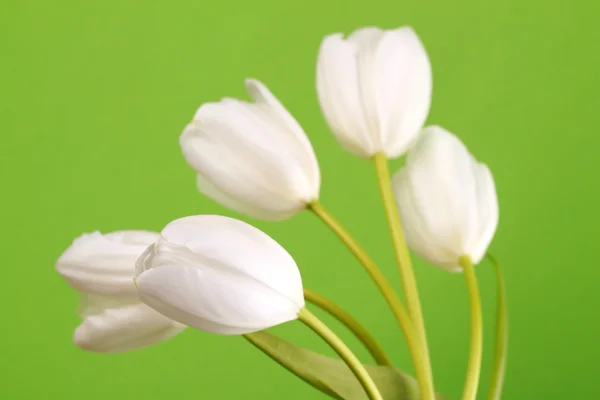 Blossom och färska vita tulpaner — Stockfoto