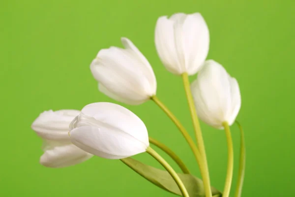 Flor y tulipanes blancos frescos — Foto de Stock