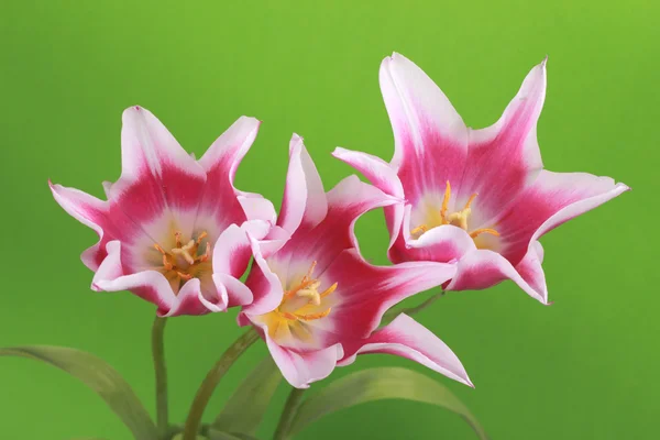 Három tulipán — Stock Fotó