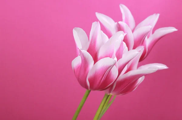 Três tulipas violetas — Fotografia de Stock