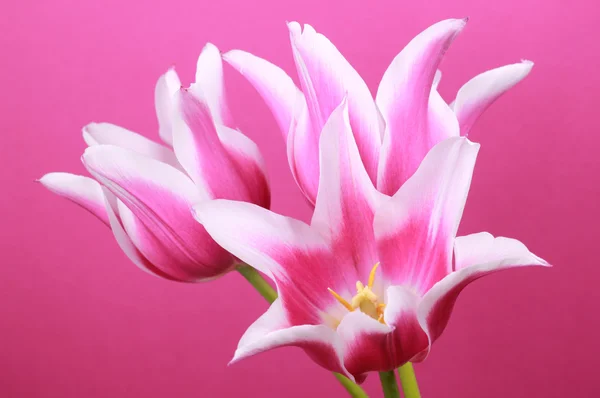 Violet tulpen — Stockfoto