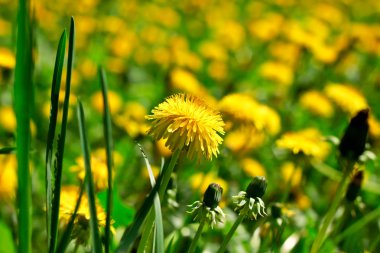 dandelions çayır