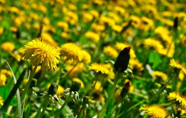 dandelions çayır