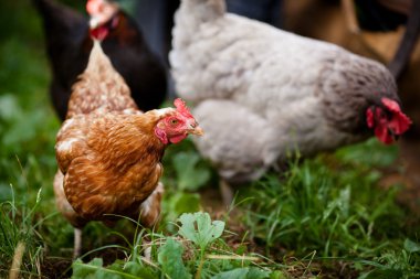 Bir tavuk (Gallus gallus domesticus çiftlik avlusu closeup)