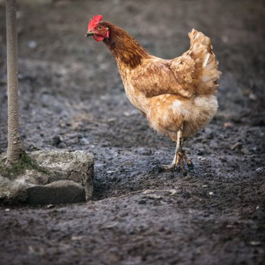 Bir tavuk (Gallus gallus domesticus çiftlik avlusu closeup)