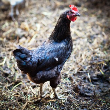 Bir tavuk (Gallus gallus domesticus çiftlik avlusu closeup)