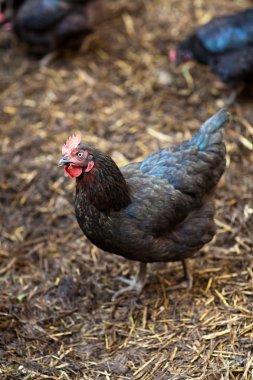 Bir tavuk (Gallus gallus domesticus çiftlik avlusu closeup)