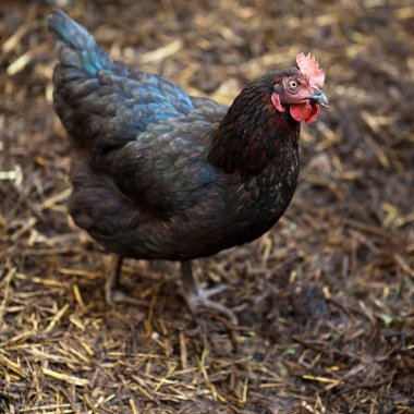 Bir tavuk (Gallus gallus domesticus çiftlik avlusu closeup)