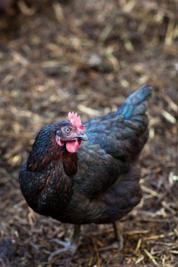 Bir tavuk (Gallus gallus domesticus çiftlik avlusu closeup)