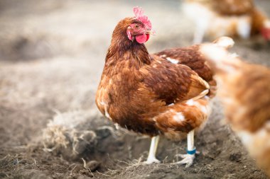 Bir tavuk (Gallus gallus domesticus çiftlik avlusu closeup)