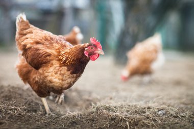 Bir tavuk (Gallus gallus domesticus çiftlik avlusu closeup)